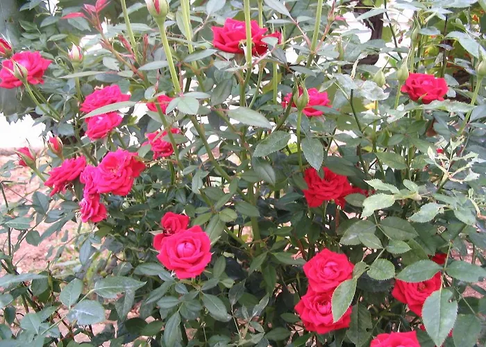 拜欧格拉德公寓 公寓