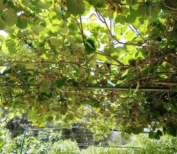 拜欧格拉德公寓 公寓 比奥格勒·纳·莫鲁